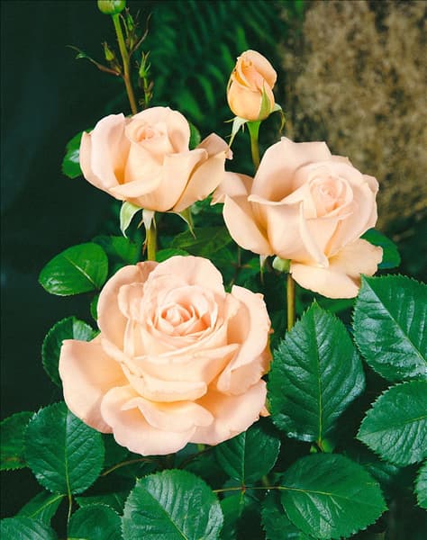 Alte Rose Type Helena Renaissance