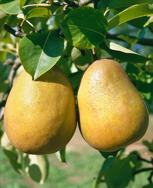Pyrus communis Gellerts Butterbirne