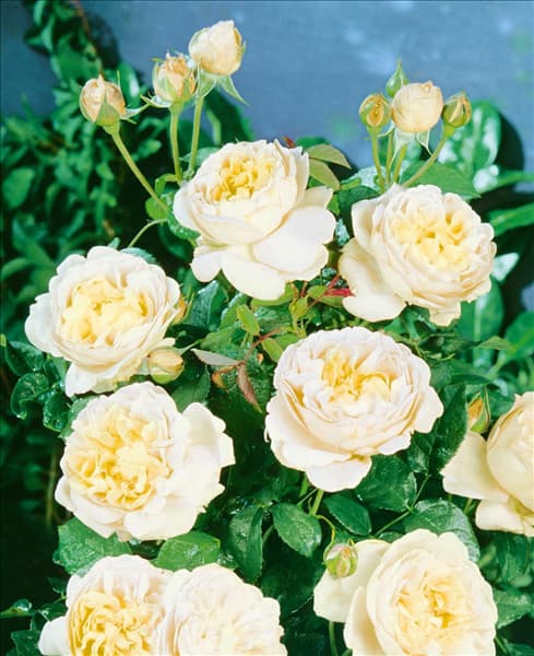 Edelrose Sophia Renaissance