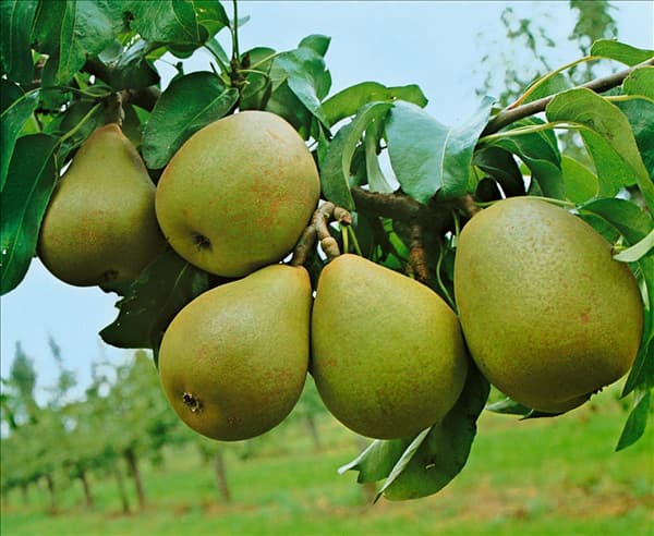 Pyrus communis Gellerts Butterbirne