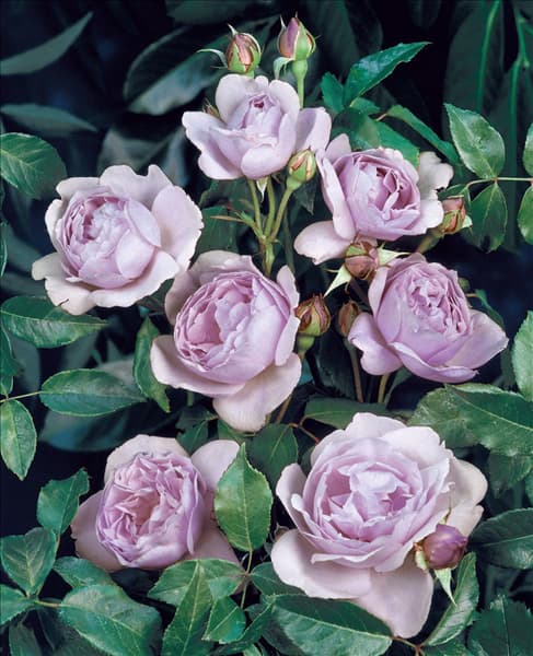 Edelrose Sandra Renaissance