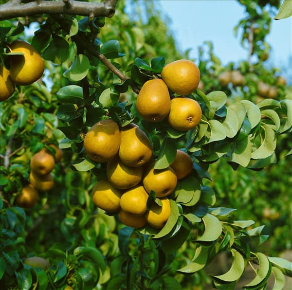 Pyrus communis Gellerts Butterbirne
