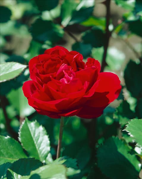 Strauchrose Isabel Renaissance