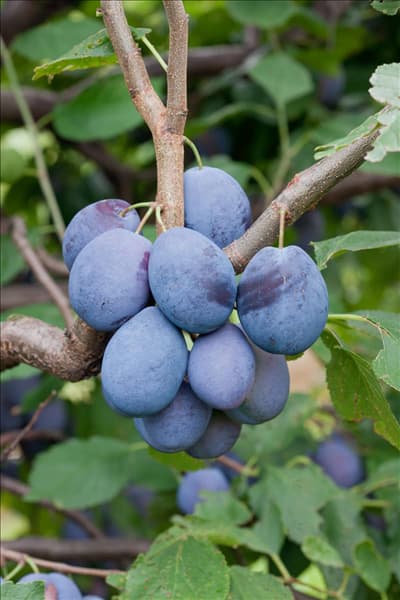 Prunus domestica subsp. domestica Hanita ®