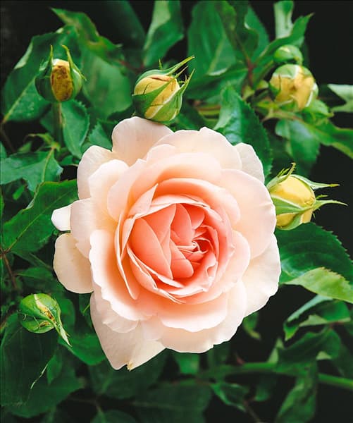 Rosa Clair Renaissance