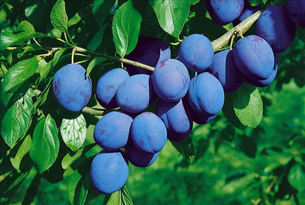Prunus domestica subsp. domestica Hanita ®