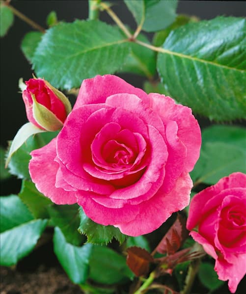 Rosa Alexandra Renaissance