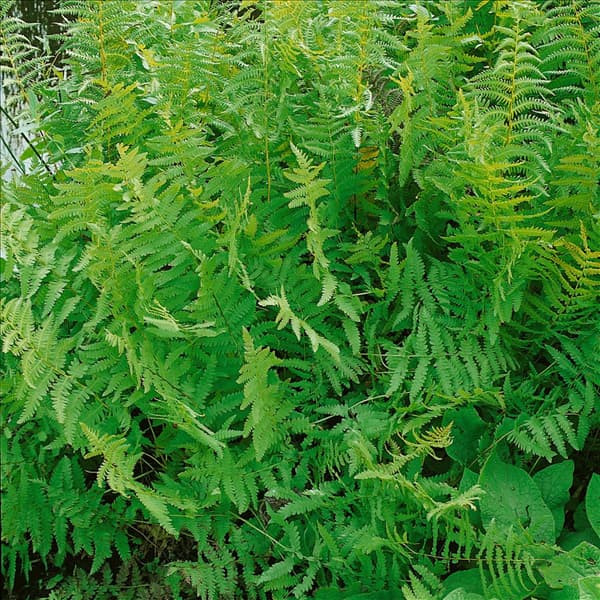 THELYPTERIS PALUSTRIS