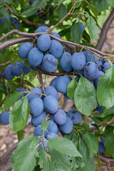 Prunus domestica subsp. domestica Hanita ®