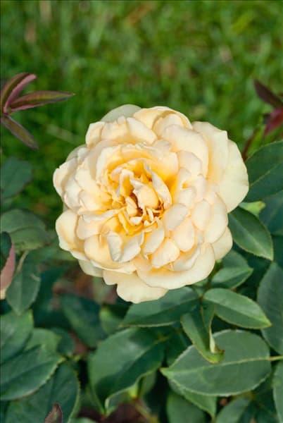 Rosa Sophia Renaissance