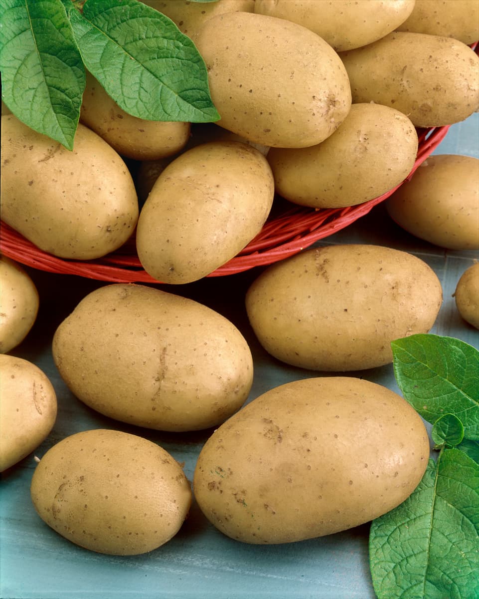 Solanum tuberosum