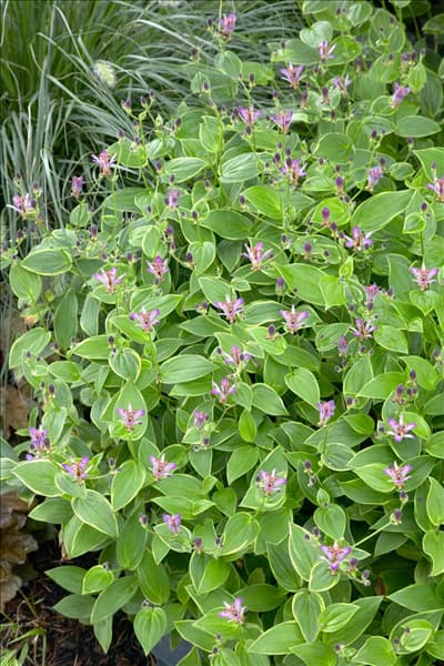 Tricyrtis formosana Gilt Edge