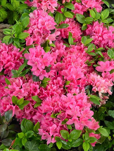 Rhododendron x obtusum Kermesina
