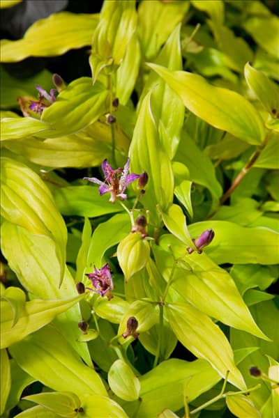 Tricyrtis formosana Emperor