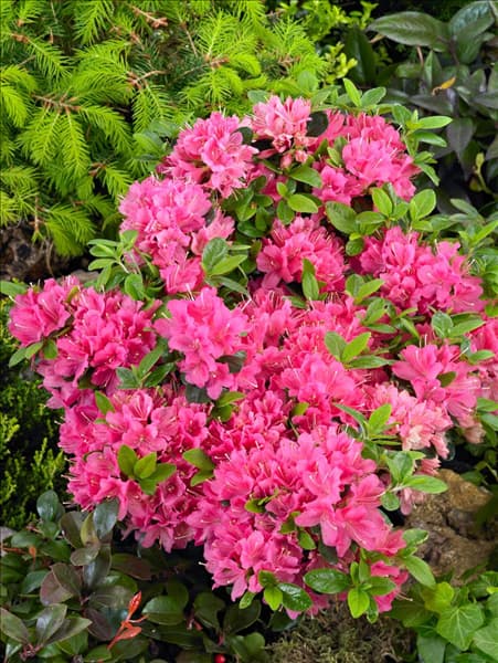 Rhododendron x obtusum Kermesina