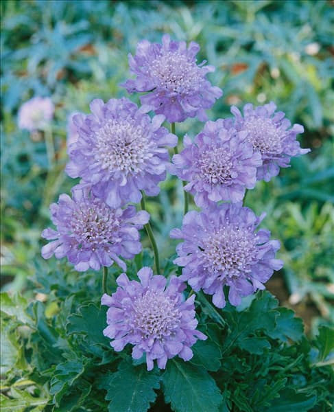 Scabiosa columbaria Butterfly Blue