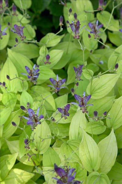 Tricyrtis formosana Guilty Pleasure