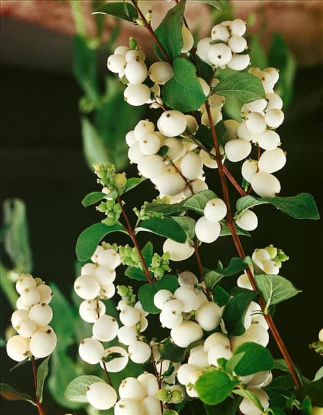 Symphoricarpos albus Laevigatus