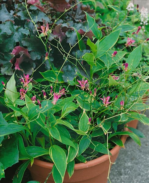 Tricyrtis formosana Gilt Edge