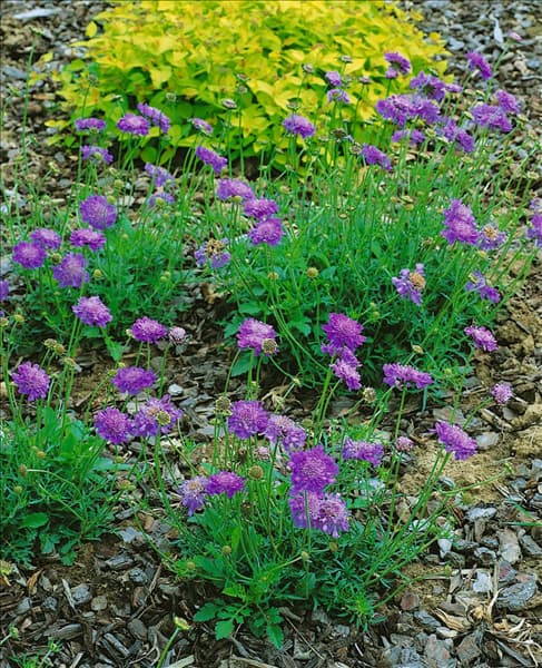 Scabiosa columbaria Butterfly Blue