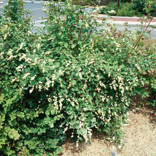 Symphoricarpos albus
