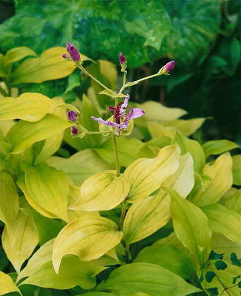 Tricyrtis formosana Gilty Pleasure