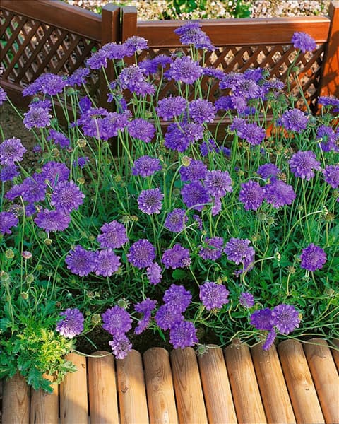 Scabiosa columbaria Butterfly Blue