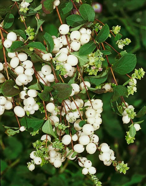 Symphoricarpos albus Laevigatus