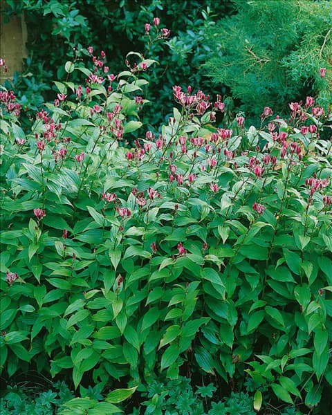 Tricyrtis formosana
