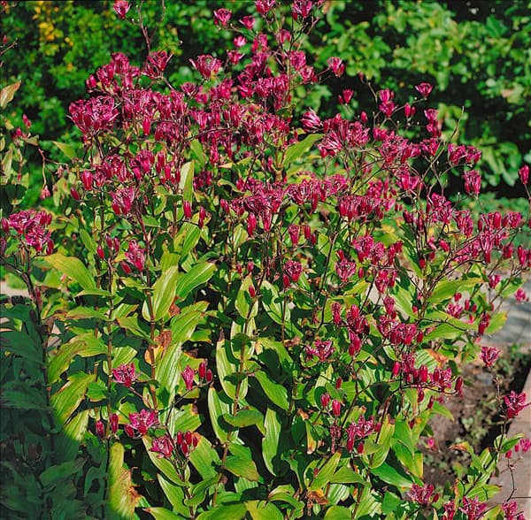 Tricyrtis formosana red