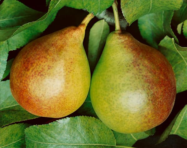 Pyrus communis Gute Luise