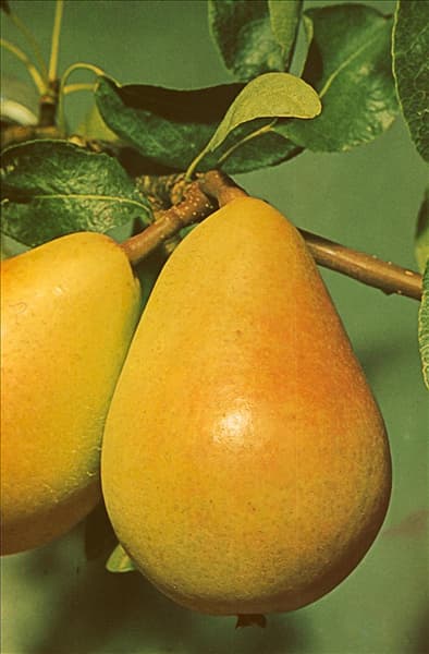 Pyrus communis Gute Luise
