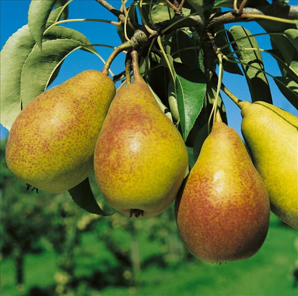 Pyrus communis Gute Luise