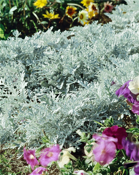 Senecio cineraria