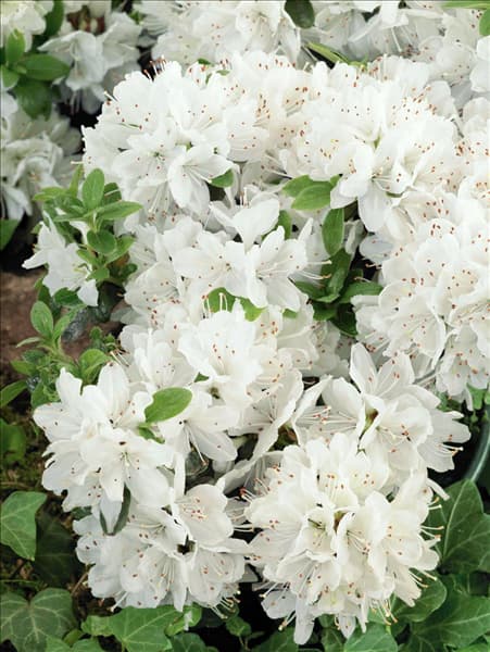 Rhododendron x obtusum Kermesina Alba