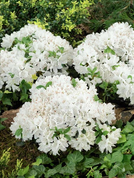 Rhododendron x obtusum Kermesina Alba