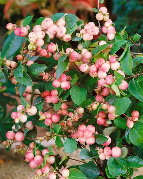 Symphoricarpos x doorenbosii Magic Berry