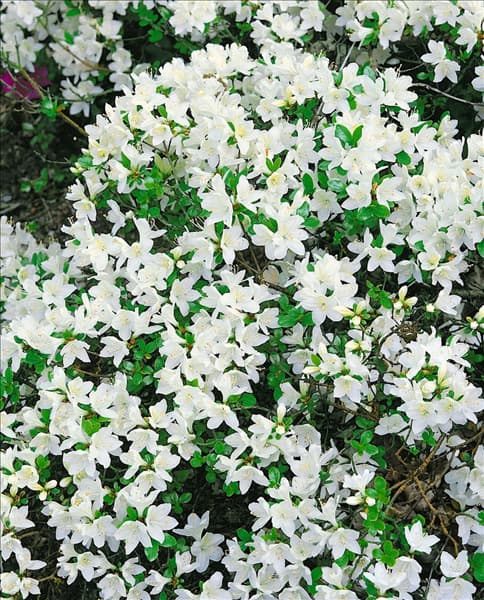 Rhododendron x obtusum Kermesina Alba