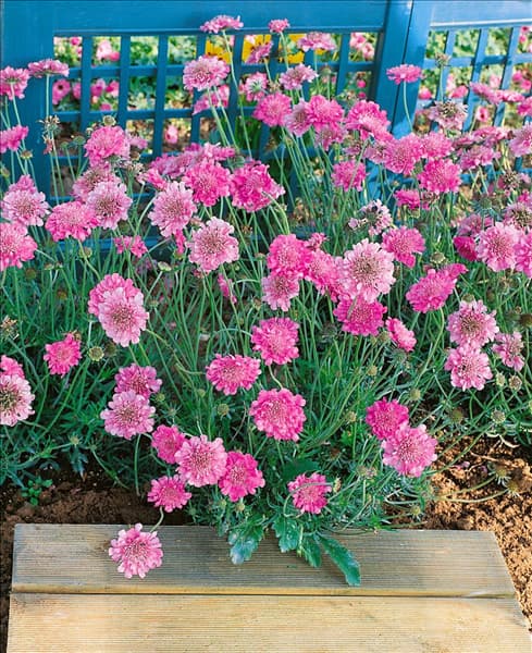 SCABIOSA COLUMBARIA PINK MIST