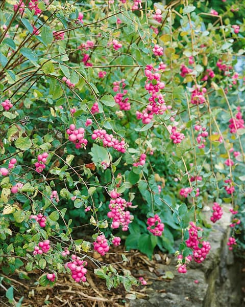 Symphoricarpos x doorenbosii Amethyst
