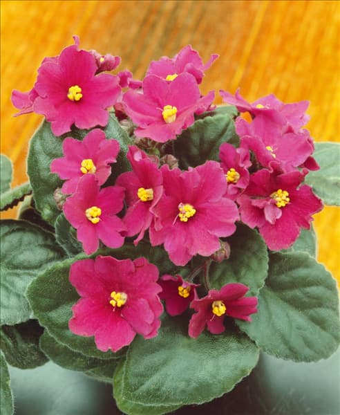 SAINTPAULIA IONANTHA