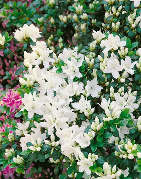 Rhododendron x obtusum Kermesina Alba