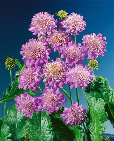 SCABIOSA COLUMBARIA PINK MIST