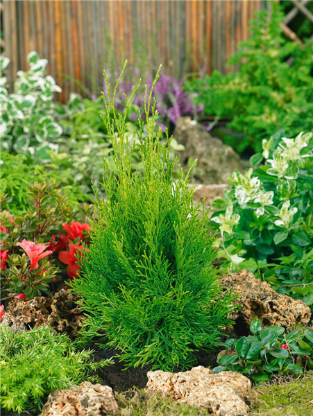 Thuja occidentalis Smaragd