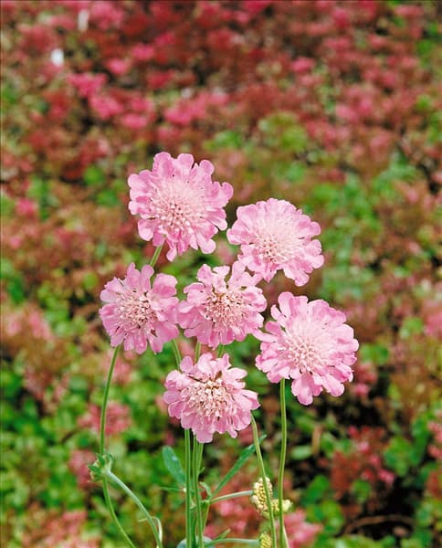 Scabiosa columbaria Pink Mist