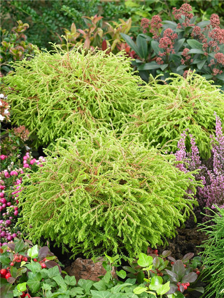 Thuja occidentalis Golden Tuffet