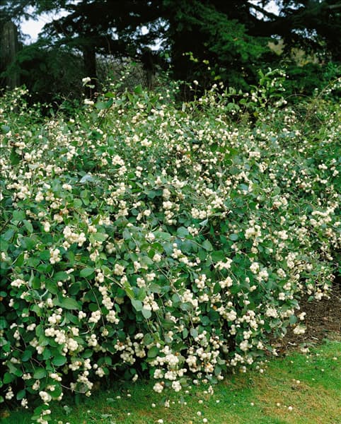 Symphoricarpos x doorenbosii White Hedge