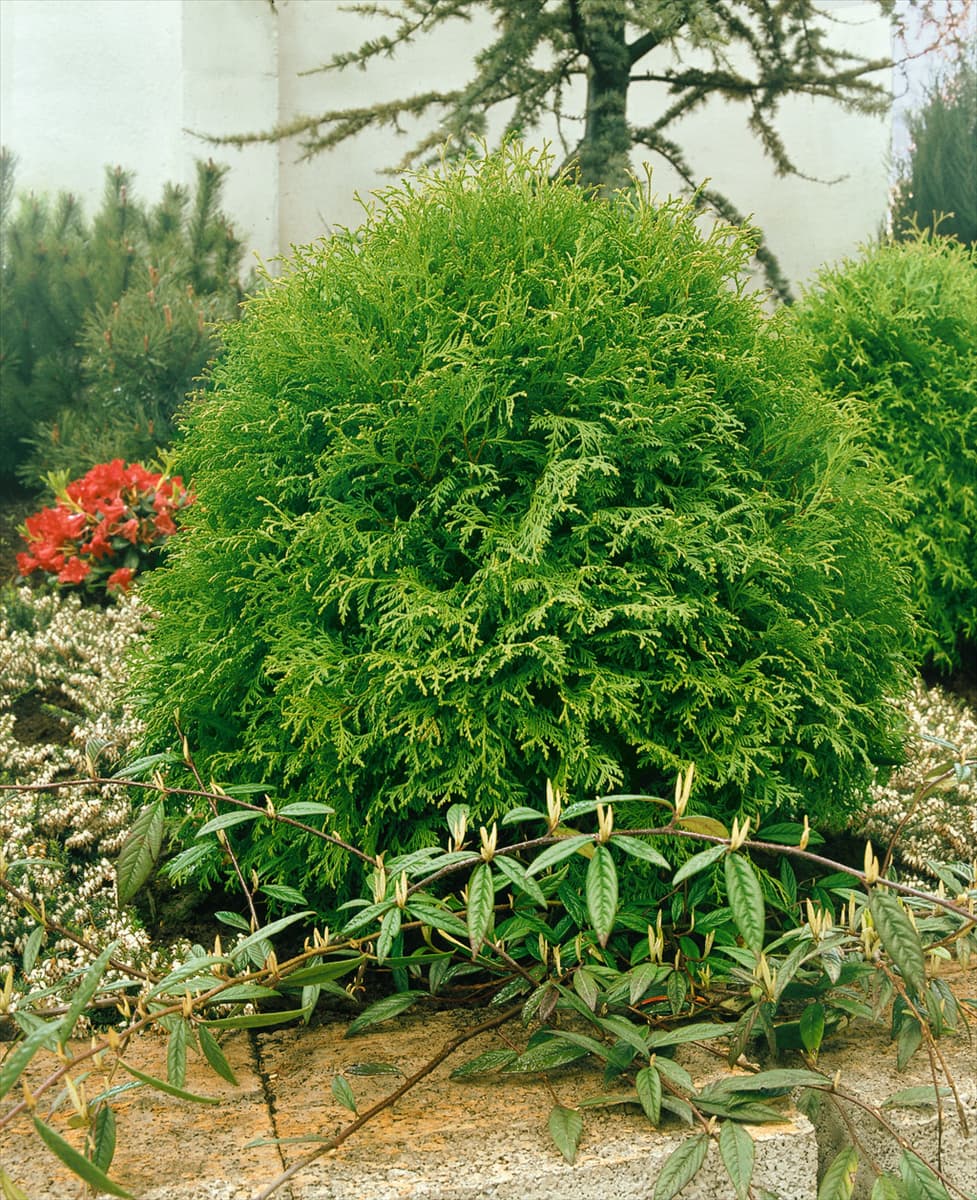 THUJA OCCIDENTALIS GLOBOSA