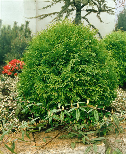 THUJA OCCIDENTALIS GLOBOSA