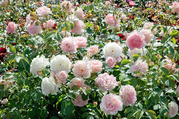 Rosa Rokoko ®